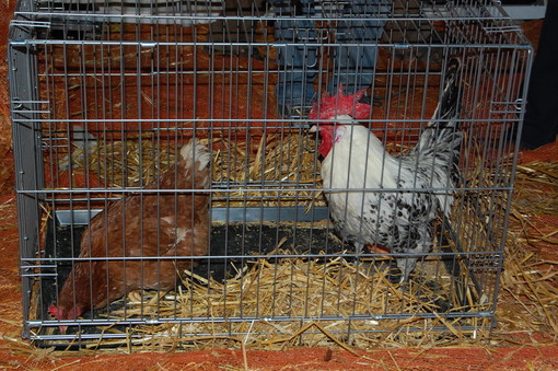San Bartolomeo al Mare: il Canto del Gallo annuncia l'inizio della Candelora. Oltre 30 animali iscritti San Bartolomeo al Mare: il Canto del Gallo annuncia l'inizio della Candelora. Oltre 30 animali iscritti