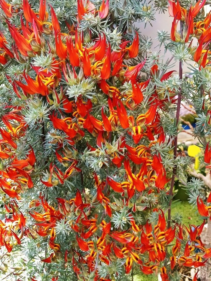 Indagine Istat: con il traino di fiori e piante ornamentali +6,9% di superficie agricola utilizzata a Imperia in 10 anni Indagine Istat: con il traino di fiori e piante ornamentali +6,9% di superficie agricola utilizzata a Imperia in 10 anni