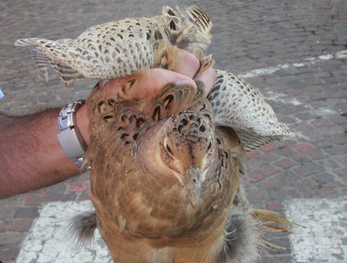 Sanremo: mail ironica di 'U Fagianu',  turista capitato per caso in piazza Colombo