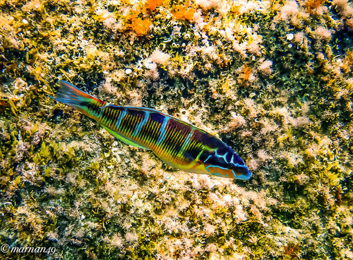 La varietà della fauna ittica nel mare davanti a Cervo, le splendide foto subacquee di Marcello Nan La varietà della fauna ittica nel mare davanti a Cervo, le splendide foto subacquee di Marcello Nan