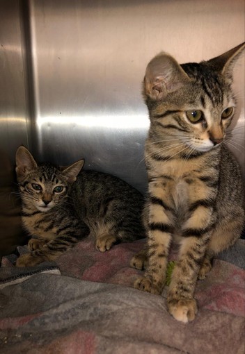 Arma di Taggia: quattro piccoli gattini sono in cerca di una famiglie che li adotti