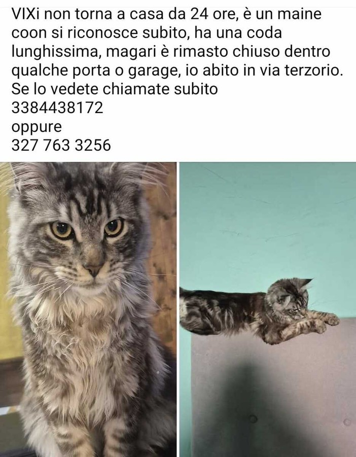 Maine Coon scomparso da oltre 24 ore: l’appello del proprietario