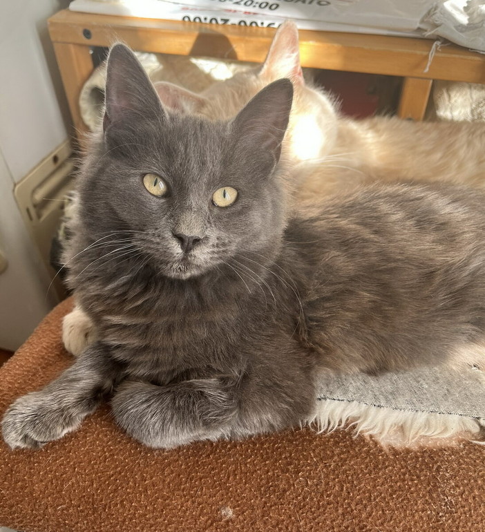 Gattina smarrita a Bordighera: si cerca Mirtilla. Appello urgente ai residenti della zona Montenero Gattina smarrita a Bordighera: si cerca Mirtilla. Appello urgente ai residenti della zona Montenero