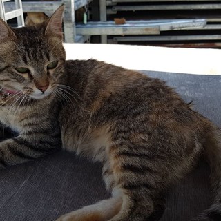 Santo Stefano al Mare: gattina con collarino rosa si aggira vicino ad un magazzino, si cercano i proprietari