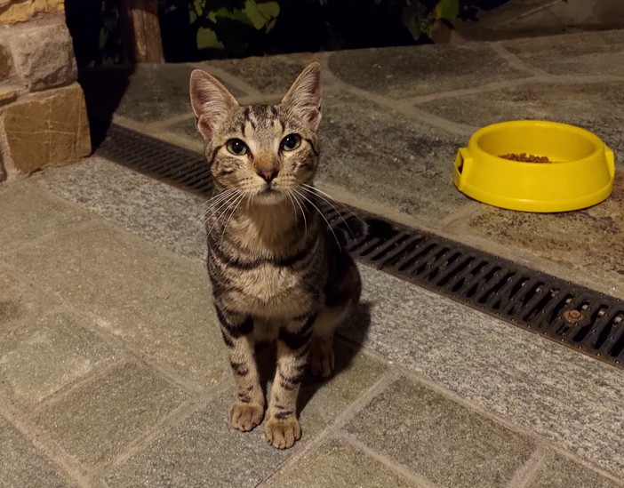 Sanremo: è stato trovato in zona Gozo Inferiore un gatto tigrato, si cercano i suoi proprietari
