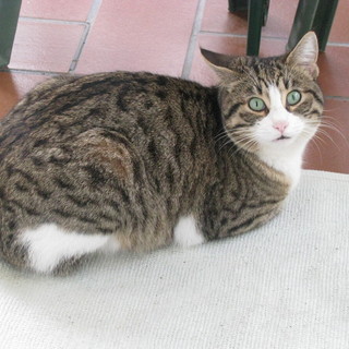 Sanremo: trovato un gatto tigrato-bianco in Strada Solaro 144, si cerca il proprietario