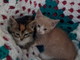 Sanremo: due gattini un maschietto e una femminuccia cercano nuove famiglie