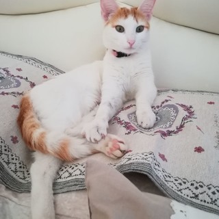 Costarainera: dal 2 gennaio la gattina Josephine non ha più fatto ritorno a casa