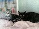 Ventimiglia: due gattine di due mesi e mezzo aspettano di avere una famiglia