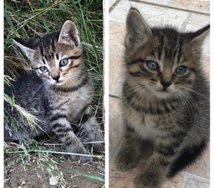 Riva Ligure: due gattine sono in cerca di nuove famiglie