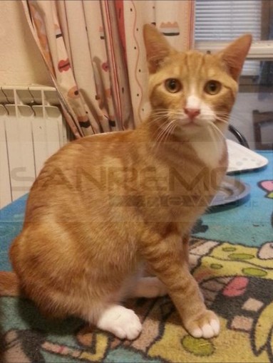 Pigna: trovata una nuova casa per i due bellissimi gatti rossi salvati dalla strada