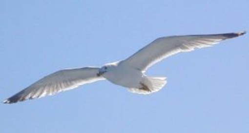 Imperia: in Consiglio Comunale anche il problema gabbiani e zanzara tigre