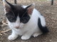 Arma di Taggia: tre dolcissimi gattini cercano nuove famiglie