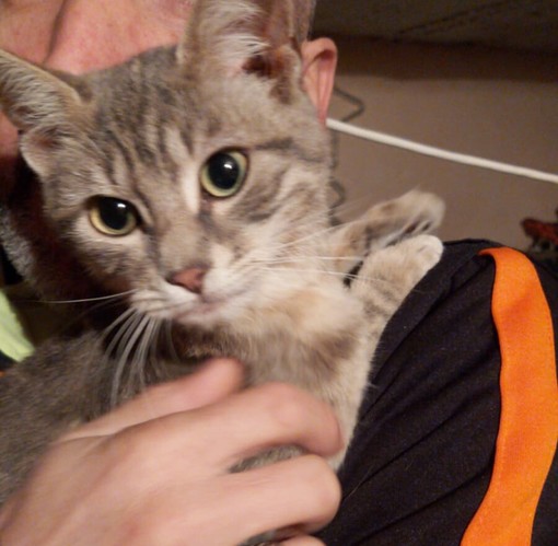 Sanremo: gattina trovata in zona San Lorenzo, un appello per l'adozione