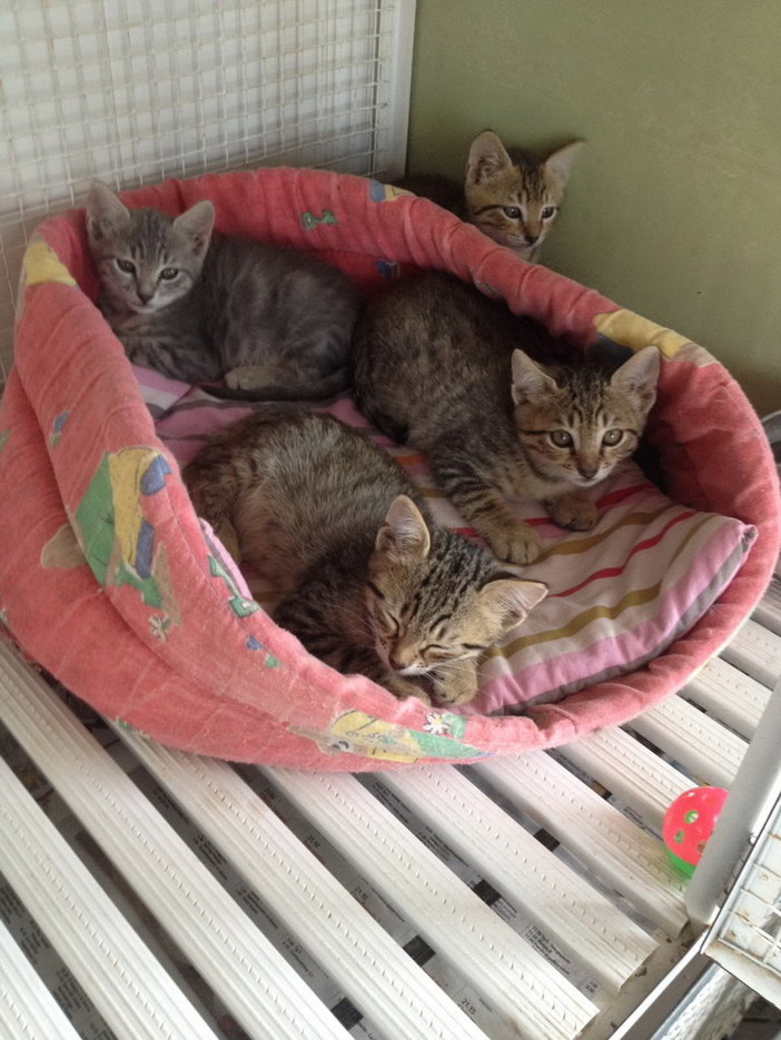 Enpa di Sanremo: quattro gattini ci scrivono per avere anche loro delle nuove famiglie