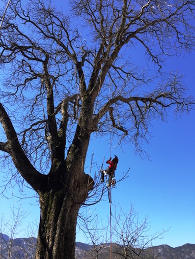 Triora: giornata per la cura degli alberi monumentali, il sindaco "Siamo pronti a ripetere l'evento il prossimo anno" Triora: giornata per la cura degli alberi monumentali, il sindaco "Siamo pronti a ripetere l'evento il prossimo anno"