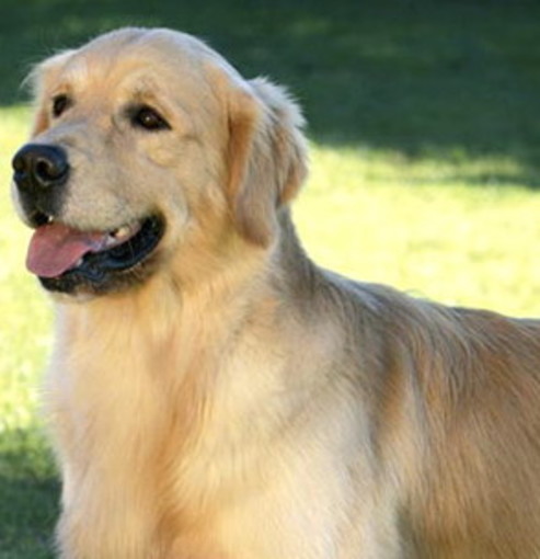Il 24 giugno ad Ospedaletti a "La Zampa sul Cuore" ritorna l'appuntamento dedicato ai retrievers Il 24 giugno ad Ospedaletti a "La Zampa sul Cuore" ritorna l'appuntamento dedicato ai retrievers