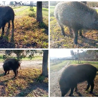 Imperia, cinghiale a spasso al Parco urbano si fa avvicinare e riprendere da un passante (Video)