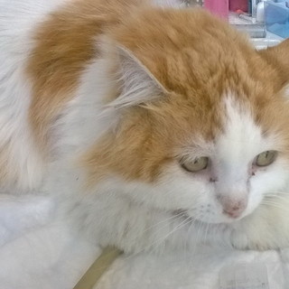 Sanremo: il dolcissimo gattone Oreste ha trovato una nuova famiglia