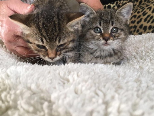 Sanremo: le due gattine Nina e Mia nei giorni scorsi sono state adottate
