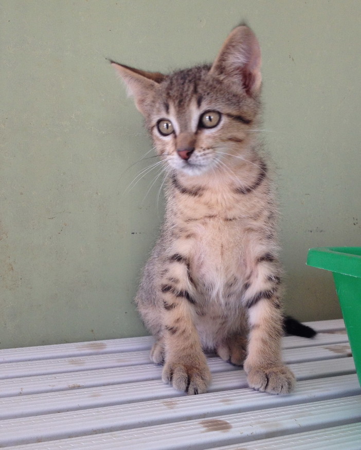 Enpa di Sanremo: il bellissimo gattino Pesciolino è stato adottato