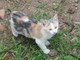 Sanremo: tre bellissimi gattini cercano delle nuove famiglie