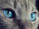Come costruire un rapporto con il proprio gatto Come costruire un rapporto con il proprio gatto