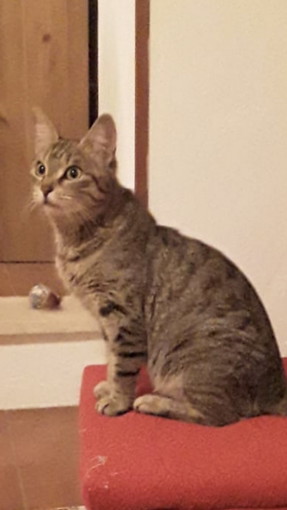 Taggia: gattina abbandonata cerca una nuova famiglia dove poter vivere per sempre