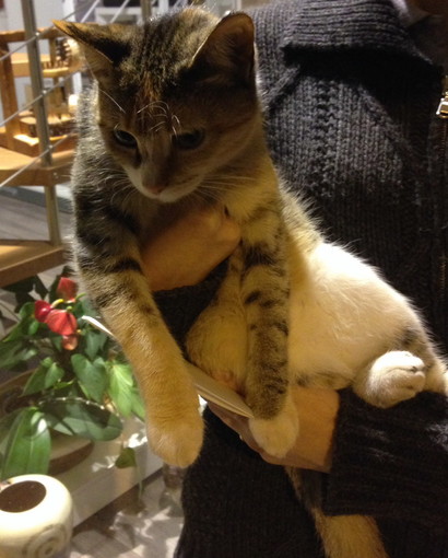 Arma di Taggia: è stata trovata una gattina per la strada. Si cercano i proprietari