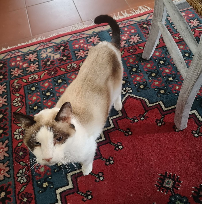 Sanremo: domenica scorsa, smarrito gatto in zona san Pietro, l'appello del proprietaio