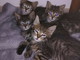 Taggia: quattro gattini sono in cerca di nuove famigle