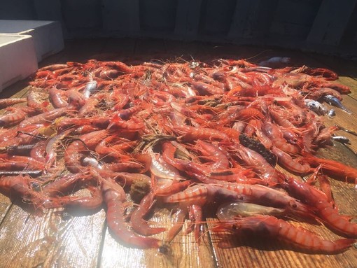 Pesca del gambero prorogata sino al 31 dicembre, soddisfatta la Coldiretti Liguria