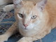 Sanremo: è stato smarrito un gatto zona Villa Nobel, l'appello della proprietaria
