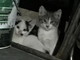 Arma di Taggia: due gattini in cerca di nuove famiglie