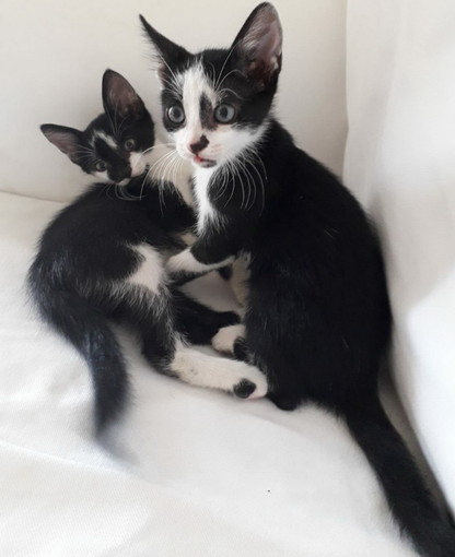 Sanremo: due gattini di due mesi cercano nuove famiglie