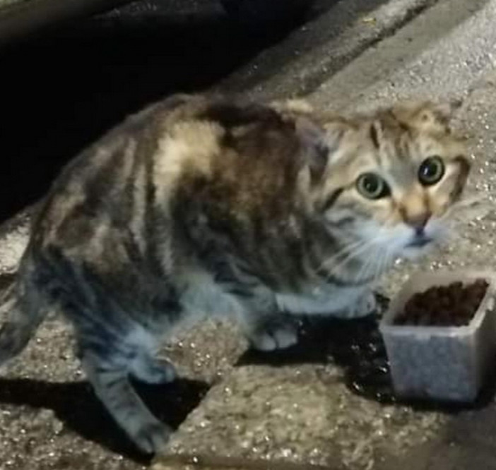 Sanremo: un gatto trovato in via Fiume si cercano i suoi proprietari