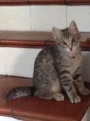 Sanremo: ritrovato il gattino Pacho smarrito a Bussana, i ringraziamenti della proprietaria