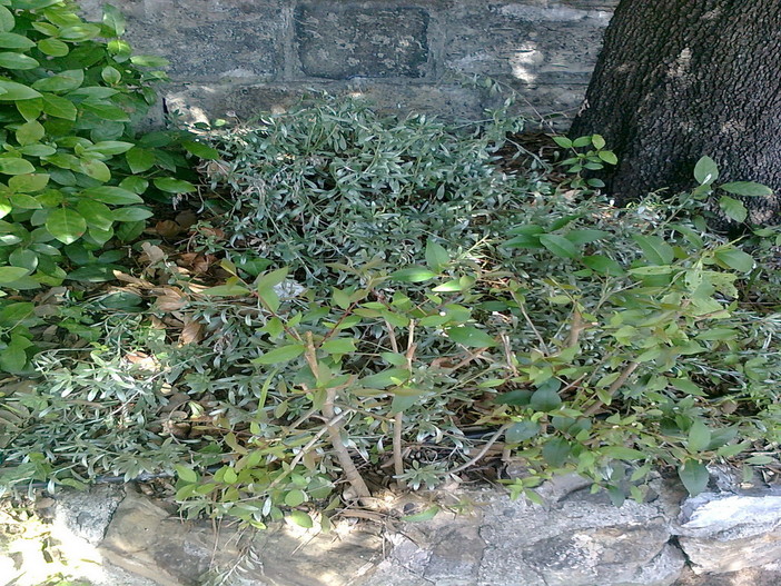 Imperia: riflessione di Pasquale Indulgenza sui Giardini Winter. Un invito e qualche proposta