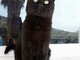 Imperia: il dolce ed affettuoso gattino nero Pepsi cerca una famiglia che lo adotti
