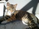 Ventimiglia: la bellissima gattina di tre mesi è stata adottata
