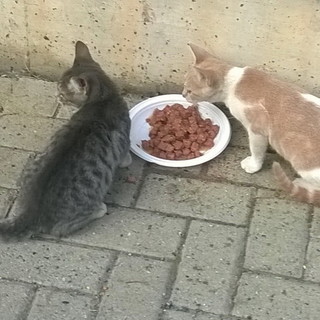 Arma di Taggia: due bellissimi gattini aspettano di essere adottati Arma di Taggia: due bellissimi gattini aspettano di essere adottati