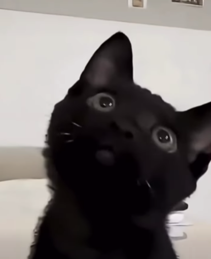 Ventimiglia, gattino ricoperto di colla topicida: salvato da Ambulanze Veterinarie Odv