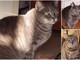 Lega del Gatto di Sanremo: tre gatte adulte in cerca di nuove famiglie