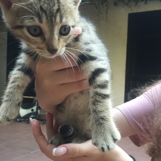 Sanremo: due gattini aspettano di essere adottati