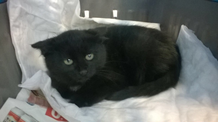 Sanremo: la bellissima gattina nera è stata adottata