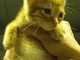Sanremo: cinque bellissimi gattini di circa 40 giorni aspettano di essere adottati Sanremo: cinque bellissimi gattini di circa 40 giorni aspettano di essere adottati