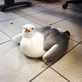 Gabbiani e animali selvatici feriti, chi chiamare in provincia di Imperia? Ne parliamo con Rudy Valfiorito (LIPU)