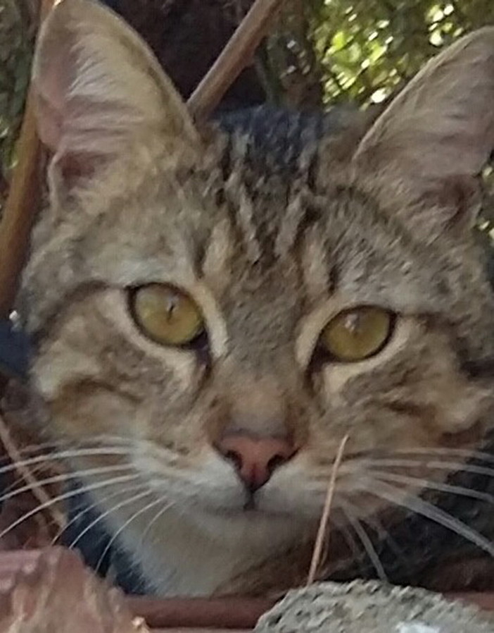Sanremo: è stato smarrito un gattino in via Marinella zona Foce. La proprietaria lo sta cercando