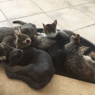 Otto bellissimi gattini di tre mesi stanno cercando più famiglie che li accolgano (foto)