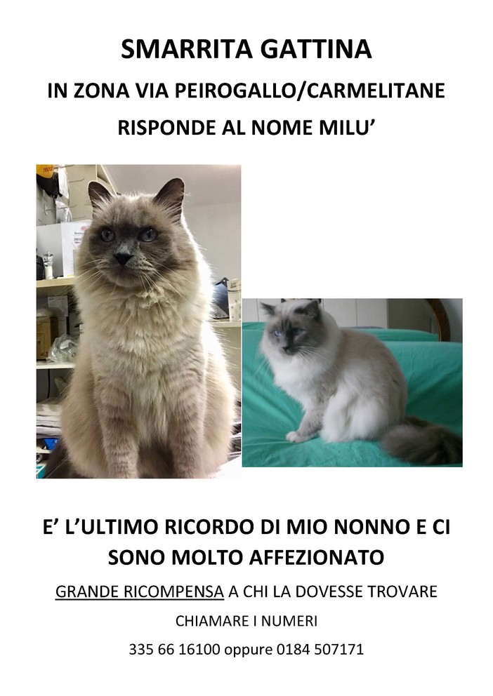 Sanremo: smarrita la gattina Milù, i proprietari la cercano nella zona di via Peirogallo